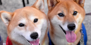 Dogecoin Foundation Seeks Backing to Fuel 2025 Plans